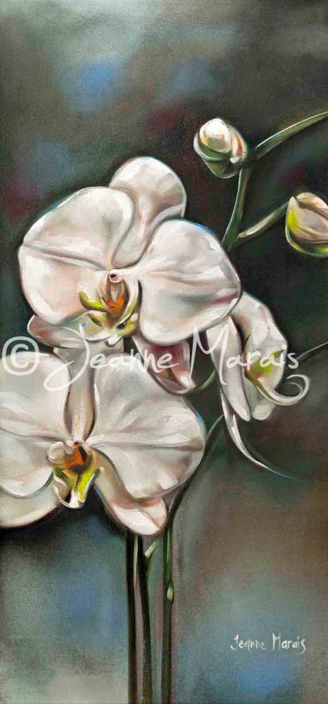 Orchids one